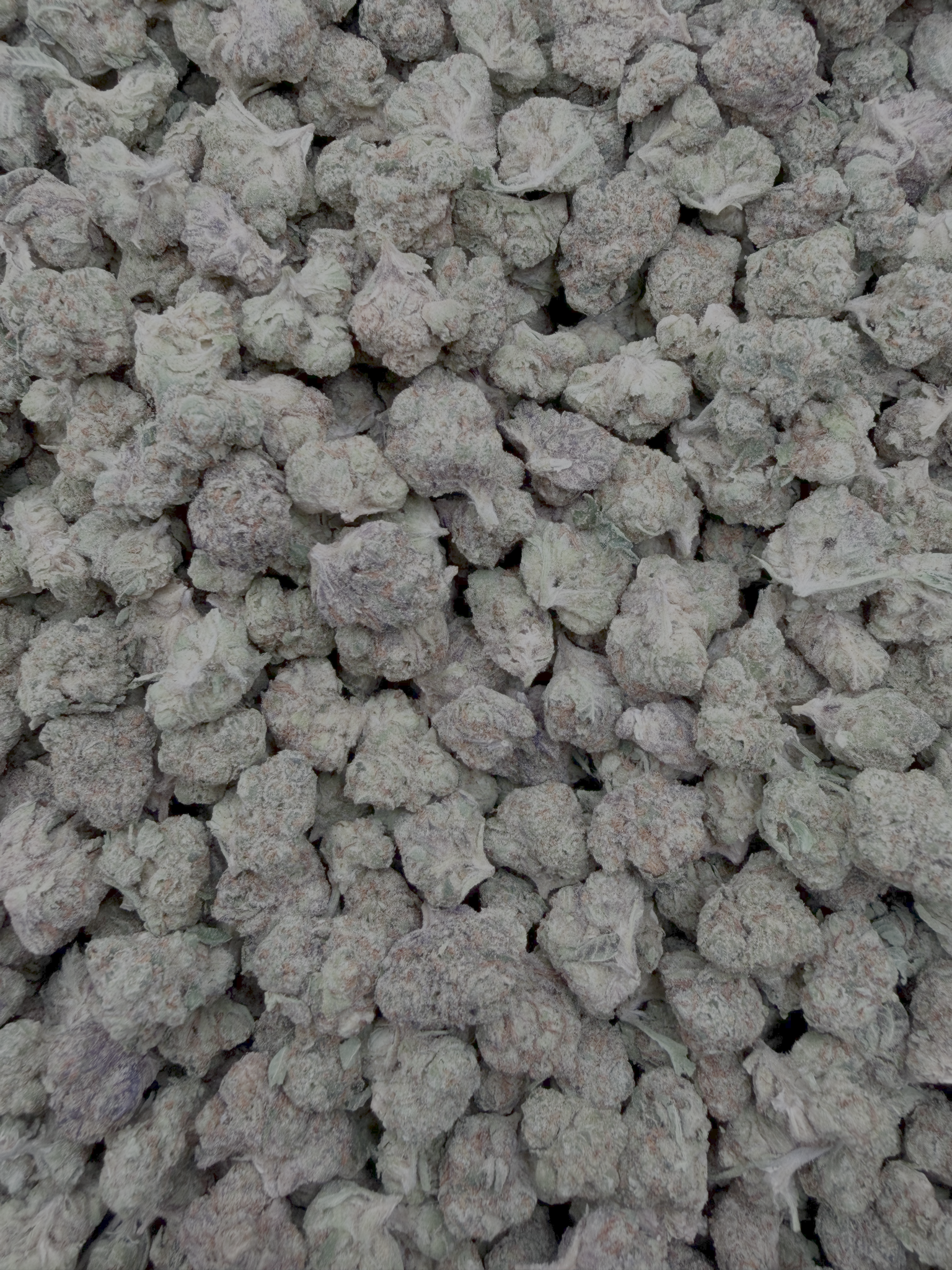 White Durban Indoor Smalls THCA flower – full-frame current-batch buds