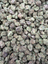 White Durban Indoor Smalls THCA flower – full-frame current-batch buds