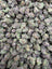 Zangria Indoor Smalls THCA flower – full current-batch photo