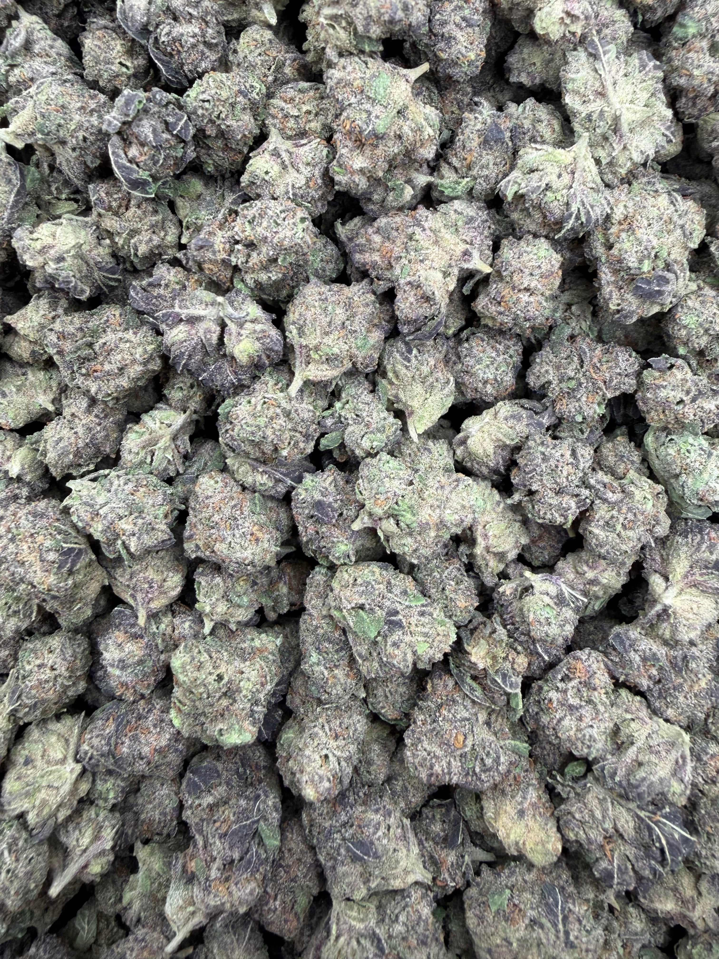 Zangria indoor smalls THCA flower — full-frame current-lot photo