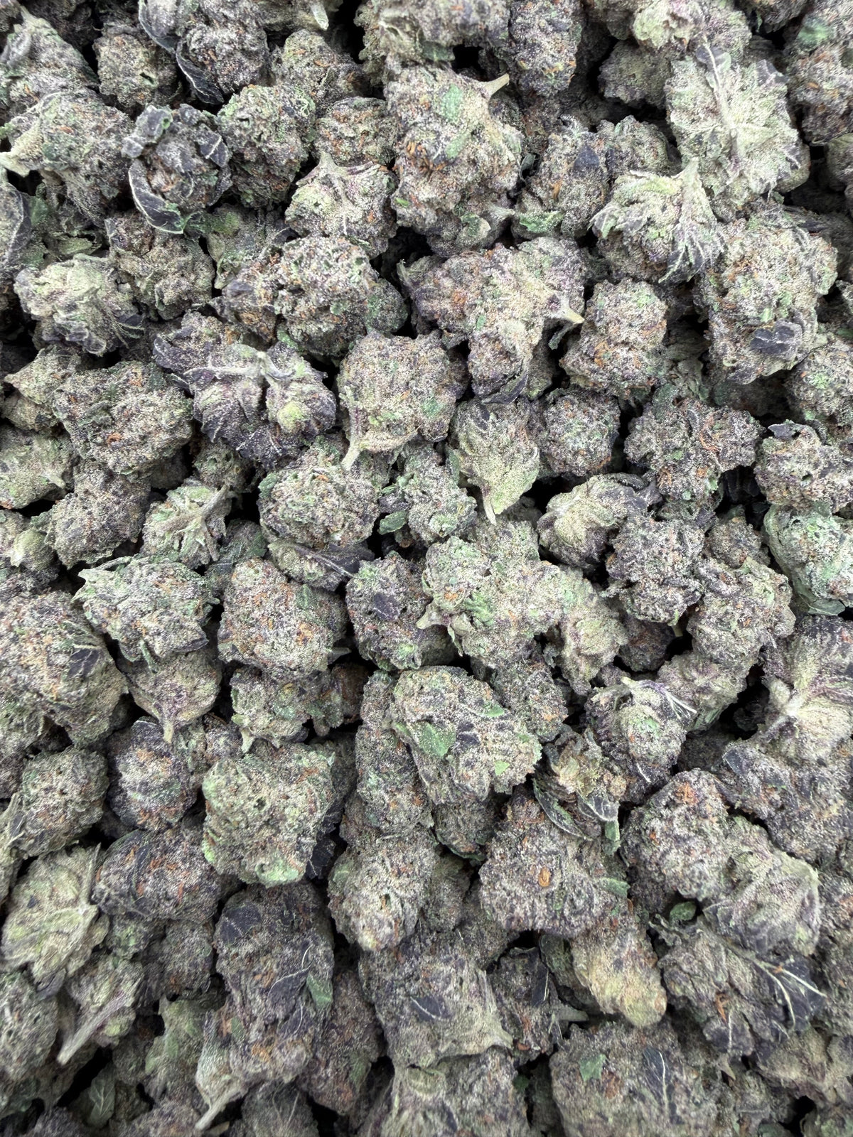 Zangria indoor smalls THCA flower — full-frame current-lot photo