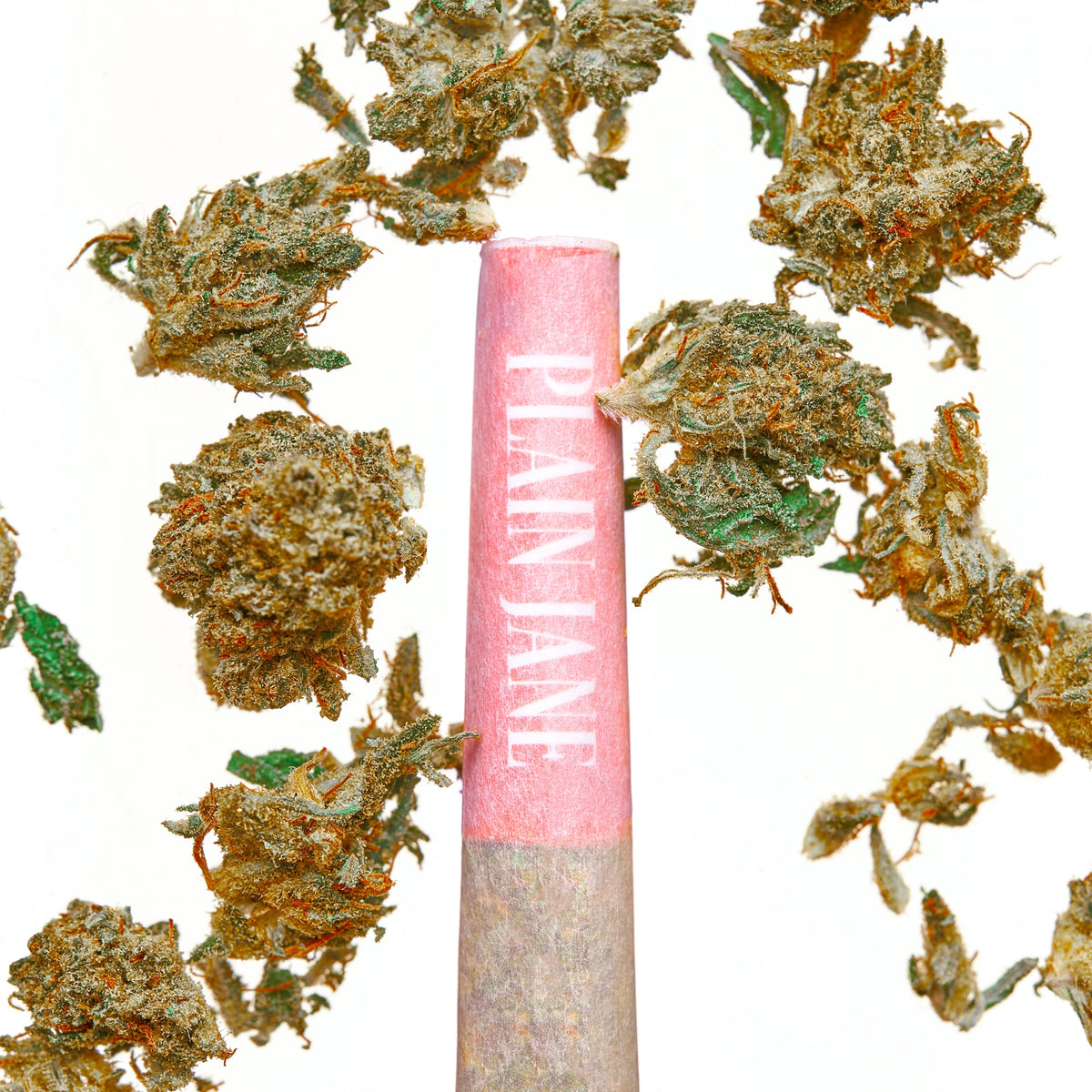 Pink Plain Jane pre-roll surrounded by flower buds