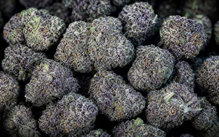Dense purple-toned Indoor bulk THCA flower buds