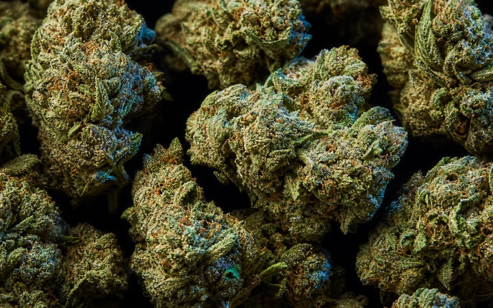 Green full-size Light-Assisted bulk THCA flower buds