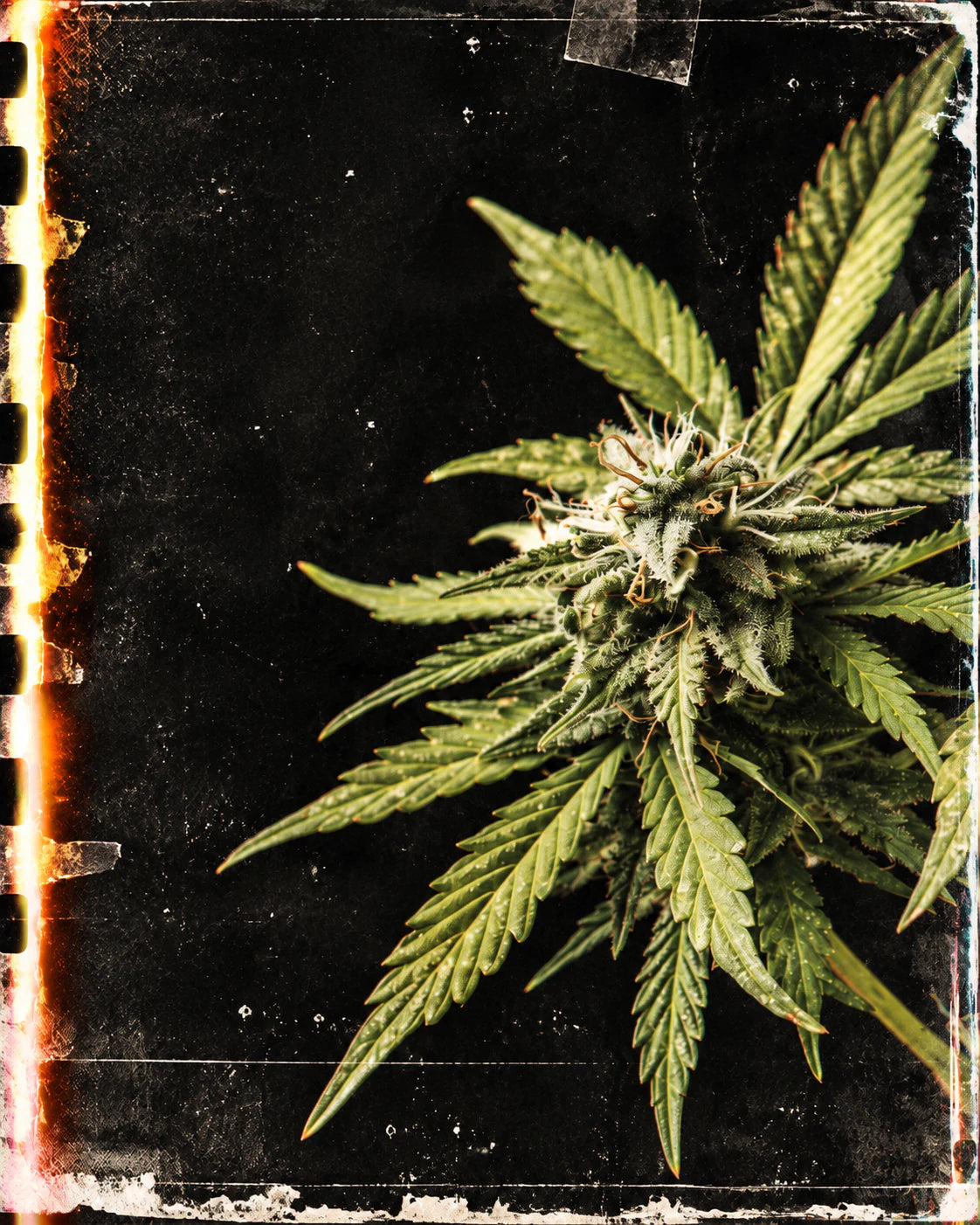 Real flowering cannabis plant photographed against black with distressed 35mm film treatment