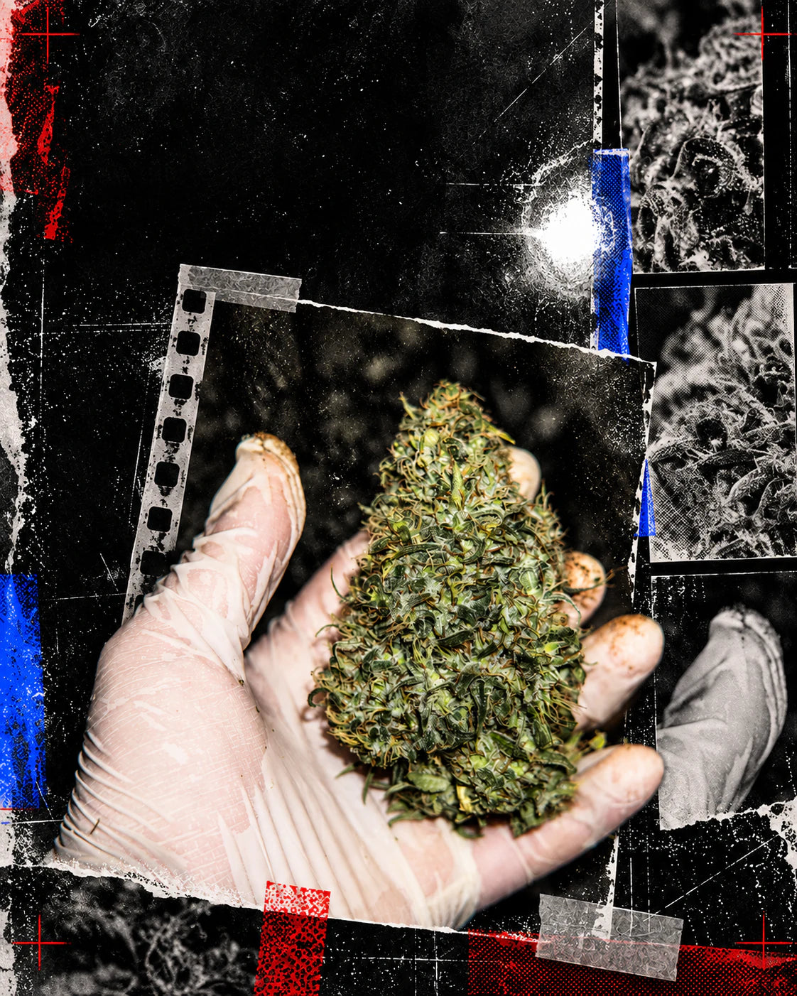 Real cannabis flower held in a gloved hand within a distressed black-and-white contact sheet collage