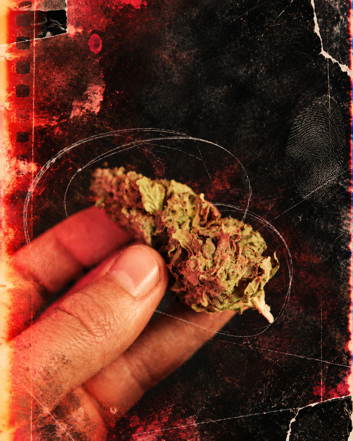 Real cannabis flower held in hand with distressed red darkroom film treatment