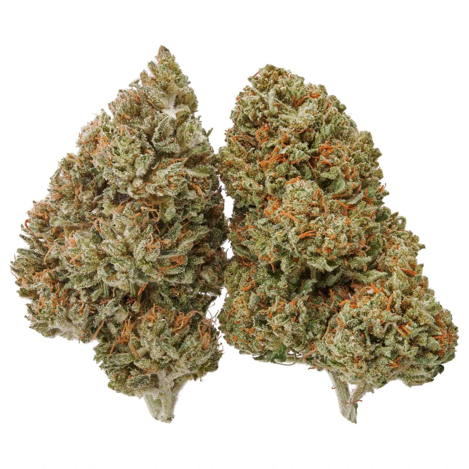 Two real CBD flower buds photographed on a white background